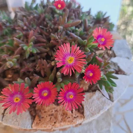 Mika * فيلا لوكا